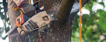 Best Hazardous Tree Removal  in Oliver Springs, TN