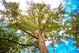 Best Stump Grinding and Removal  in Oliver Springs, TN