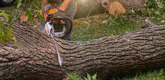 Best Tree Mulching  in Oliver Springs, TN