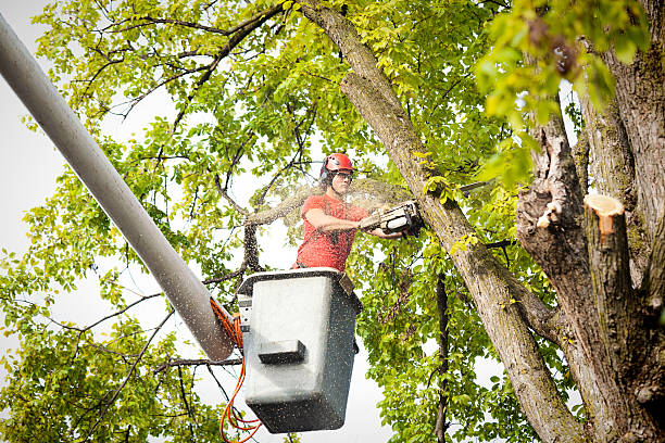 How Our Tree Care Process Works  in  Oliver Springs, TN