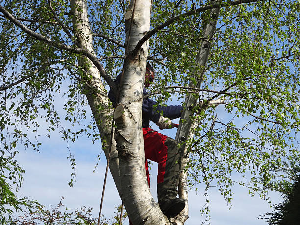 Seasonal Cleanup (Spring/Fall) in Oliver Springs, TN