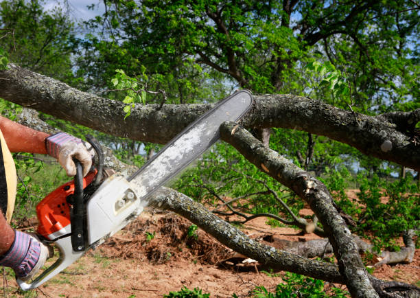 Best Lawn Mowing  in Oliver Springs, TN