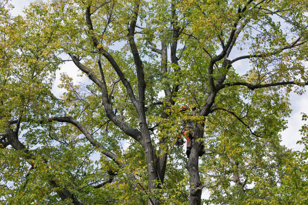 Best Storm Damage Tree Cleanup  in Oliver Springs, TN